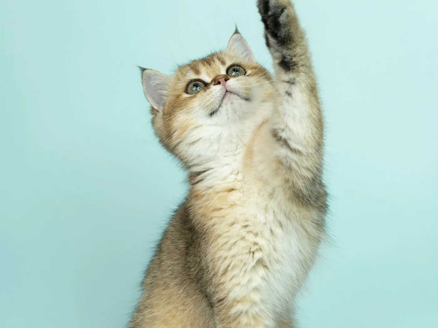 前足を上げた子猫