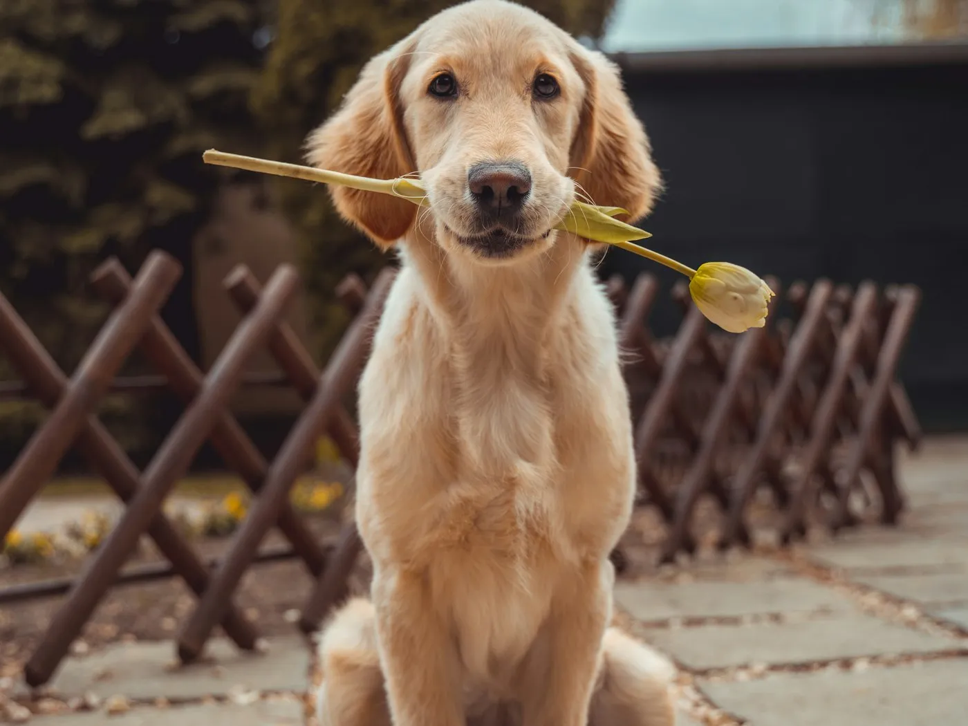 花をくわえた子犬